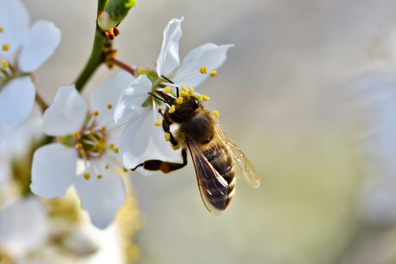 jardinerie-SEILLANS-min_bee-4092986